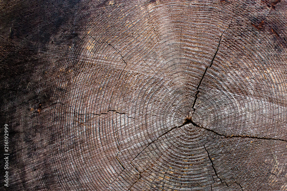 Fototapeta premium wood grain