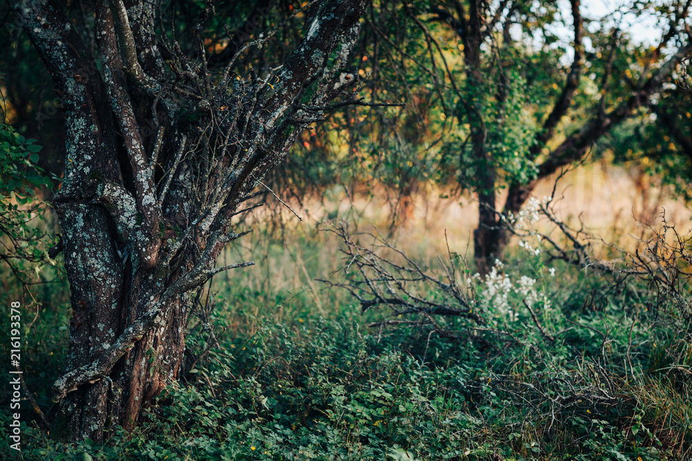 Obraz premium Scary, chaotic, garden with old lichen tree and dry branches on the ground