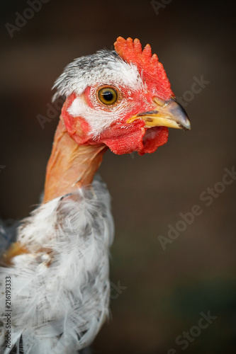 Bald neck young chicken portrait on brown background, vertical