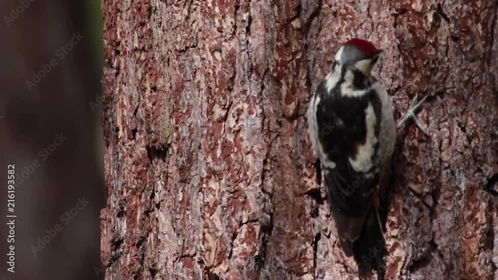 great spotted woodpecker, Dendrocopos major, walking up and down the trunk of a pine tree during july in the cairngorm NP, scotland. great spotted woodpecker, Dendrocopos major, walking up and down the trunk of a pine tree during july in the cairngorm NP, scotland.