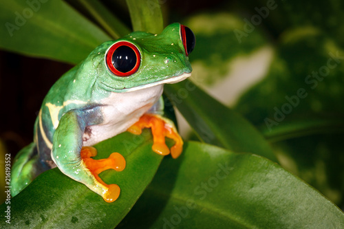 Very serious nice red eyed tree frog and pitcher plant