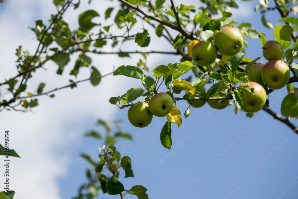 Apples on the tree. Slovakia