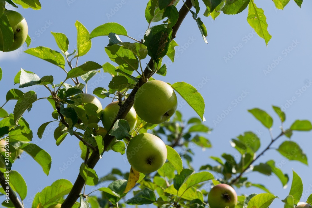 Apples on the tree. Slovakia