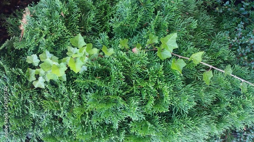 Natur Sommerzeit