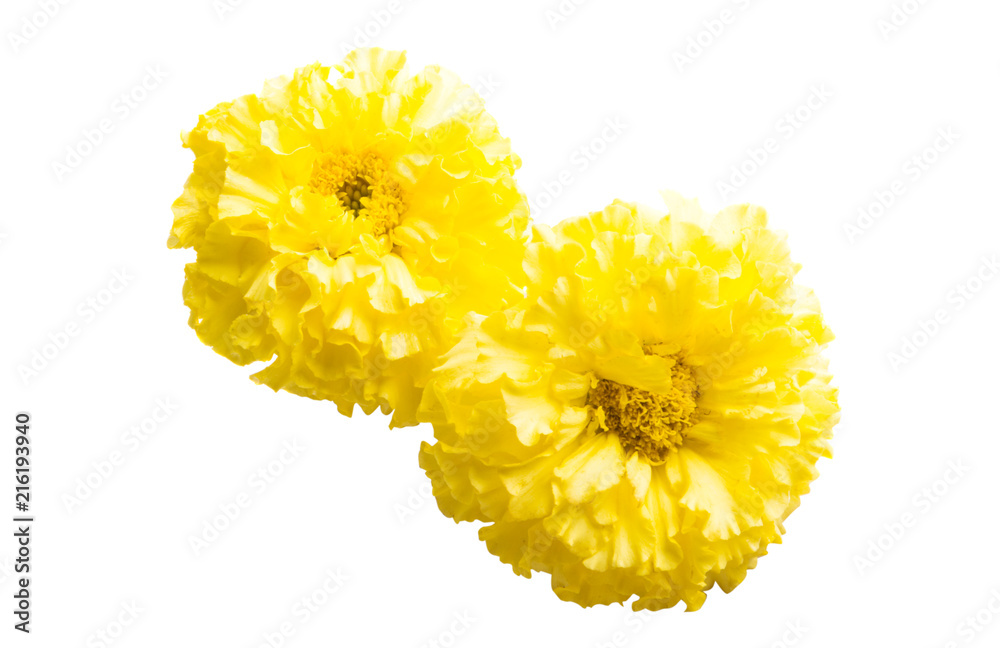 yellow marigolds isolated Stock Photo | Adobe Stock