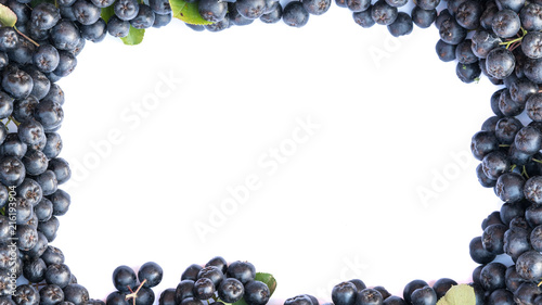 Fresh chokeberry background or Aronia melanocarpa isolated on white with copy space for yours text. Design element. photo