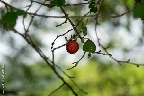 Cherries on the tree. Slovakia