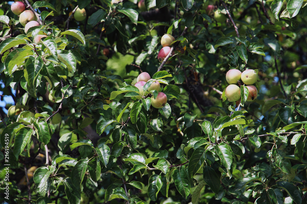 ripe apples on a branch