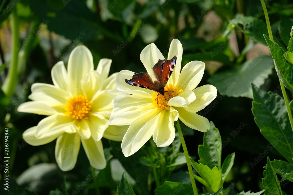 butterfly on a yellow flower butterfly on a yellow flower