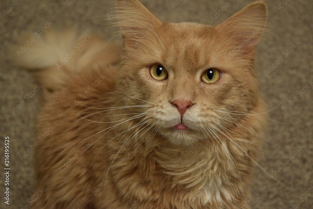 Naklejka premium red cat Maine Coon looks at the camera