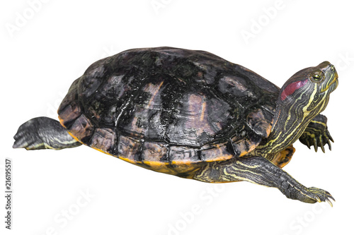 Red eared slider turtle ( Trachemys scripta elegans ) is creeping and raise one's head on white isolated background . Side view