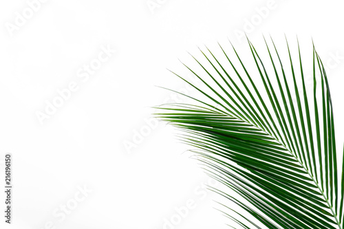 palm coconut leaf isolated on white background