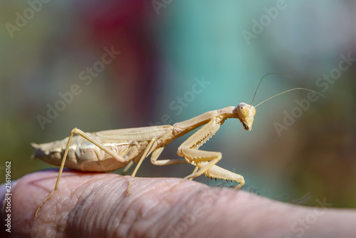 The female mantis iris polystictica photo