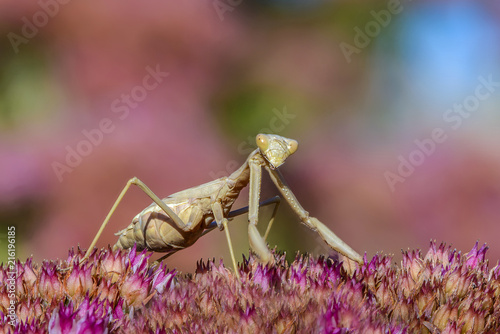 The female mantis iris polystictica photo