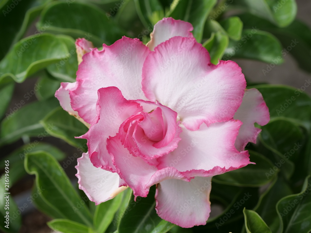 Pink flowers on green background Pink flowers on green background