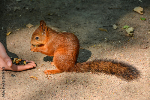 Feeding squirrels in the Park of Pavlovsk. photo