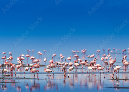 Fenicotteri rosa e fenicotteri minori a Lake Natron in Tanzania