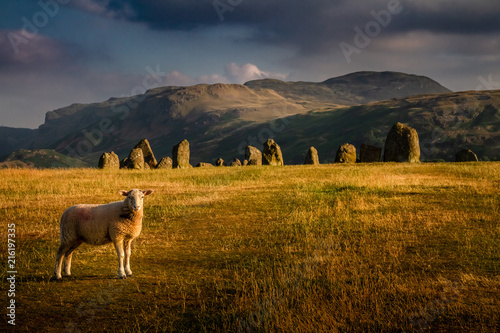Spectacular view of Castlerigg stone circle with a sheep on a moody summer day in the Lake District Cumbria, United Kingdom.