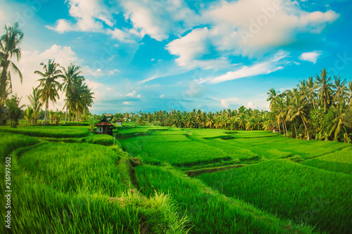 Green terraced rice field. Nature landscape background. Ubud. Bali, Indonesia