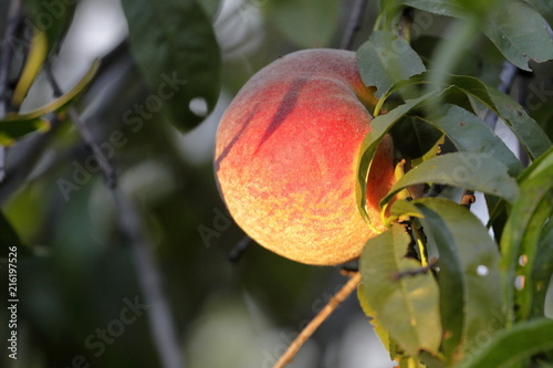 Peach at sunset