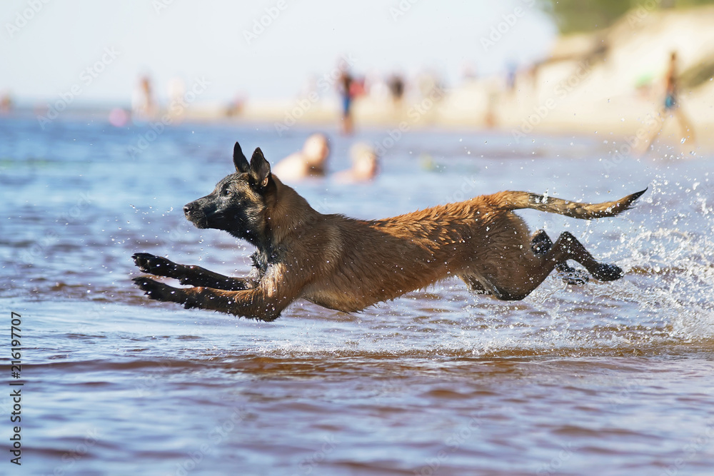 Funny Belgian Shepherd Malinois puppy jumping into water in hot summer