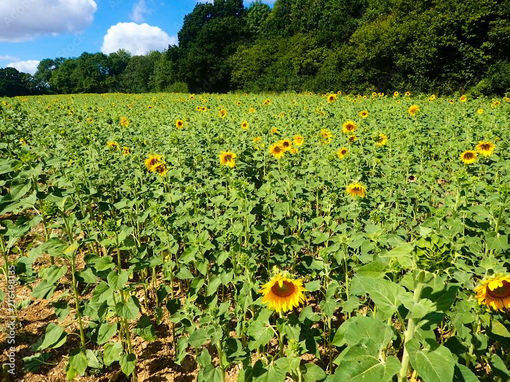 Sunflower field in summertime.