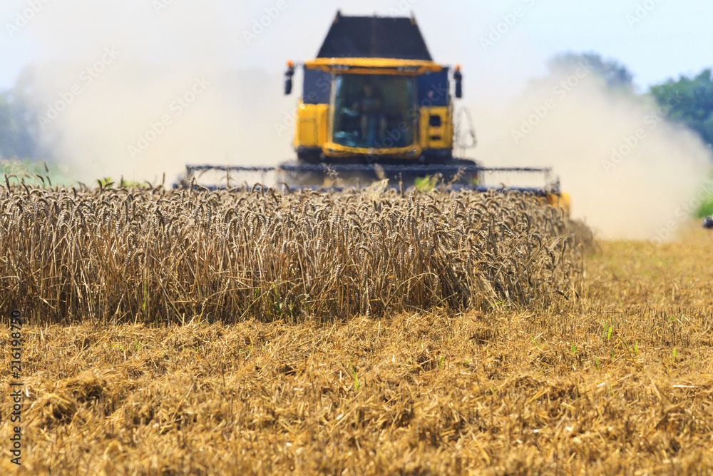 Fototapeta premium Combine harvester the wheat harvest