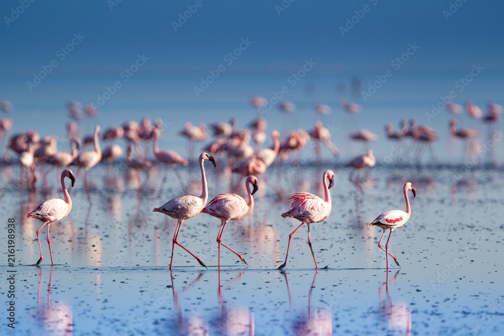 Fenicotteri rosa e fenicotteri minori a Lake Natron in Tanzania - obrazy, fototapety, plakaty 