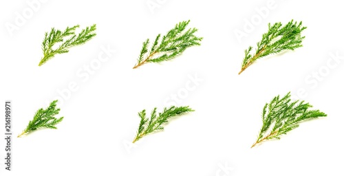collection of green pine leaves and twig isolated on white background.