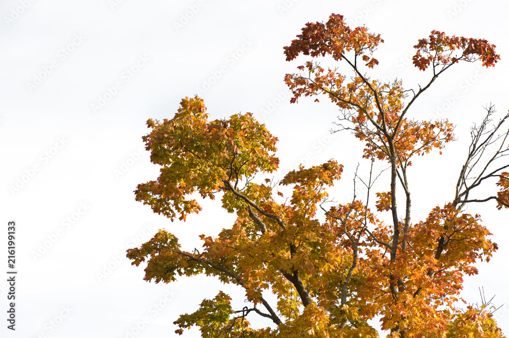 Maple tree in autumn colors isolated on white Maple tree in autumn colors isolated on white