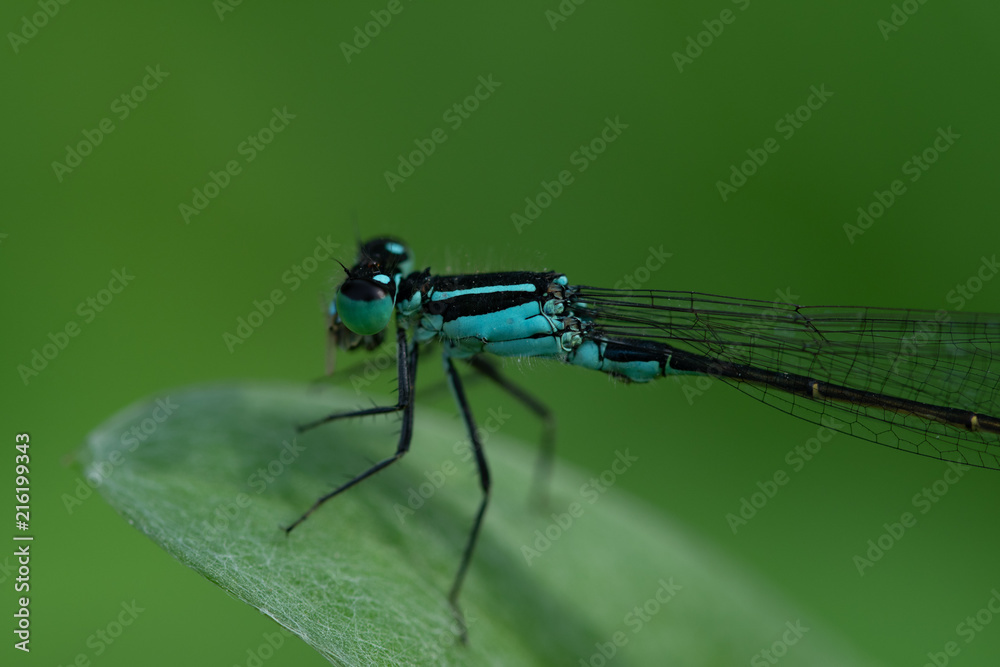 Dragonfly Dragonfly