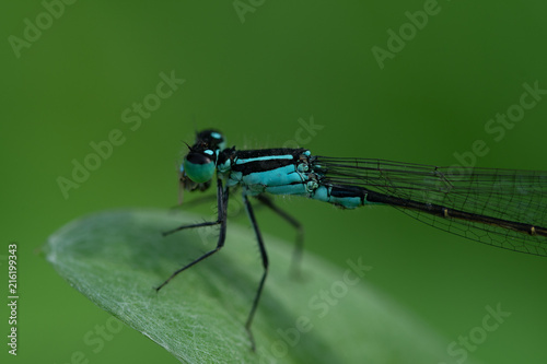 Dragonfly  © Stefan