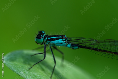 Dragonfly  © Stefan