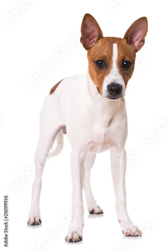 Behaarter American Hairless Terrier © DoraZett
