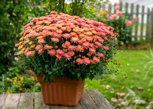 Potted chrysanthemum plant in a back yard setting.