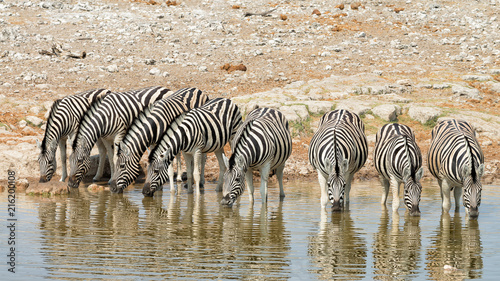 Herd of zebras drink at a waterhole in Etosha National Park, Namibia