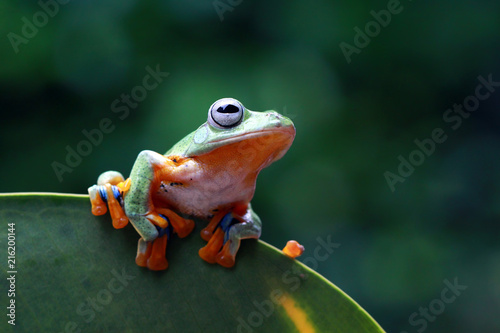 Tree frog, flying frog on green leaves