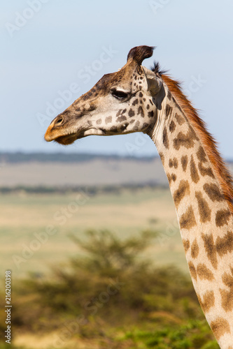 Giraffa nella Savana del Serengeti in Tanzania