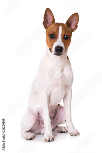 Sitzender American Hairless Terrier isoliert auf weißem Grund © DoraZett