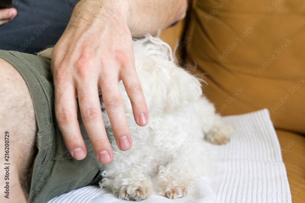 Cute bichon dog. Slovakia Cute bichon dog. Slovakia
