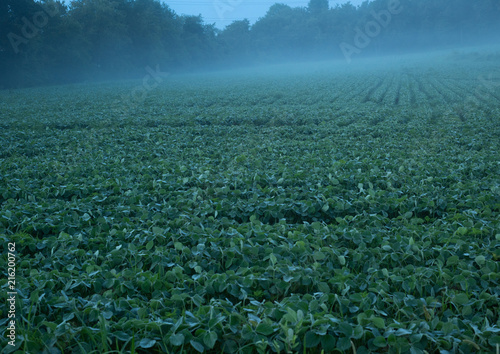 soybeans at night