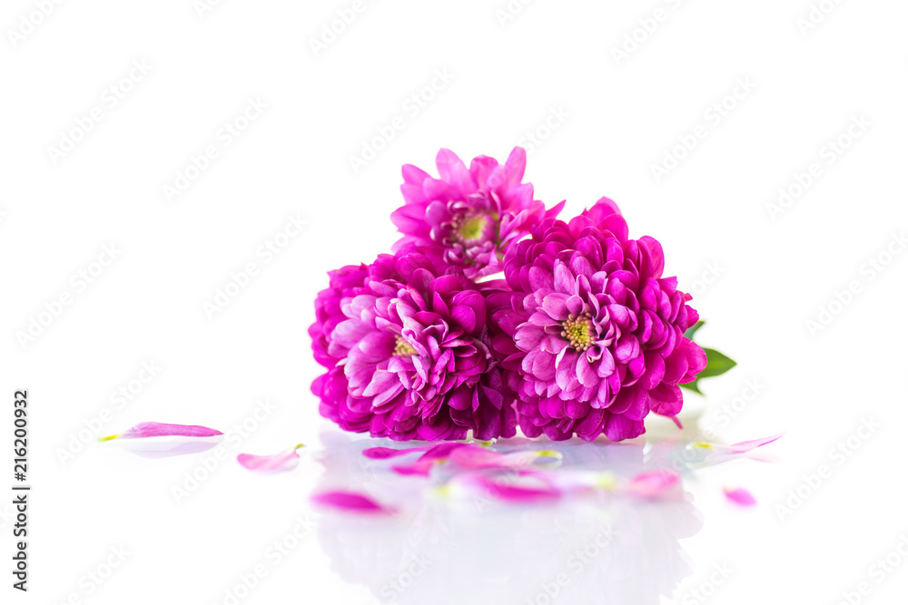 bouquet of beautiful chrysanthemums bouquet of beautiful chrysanthemums