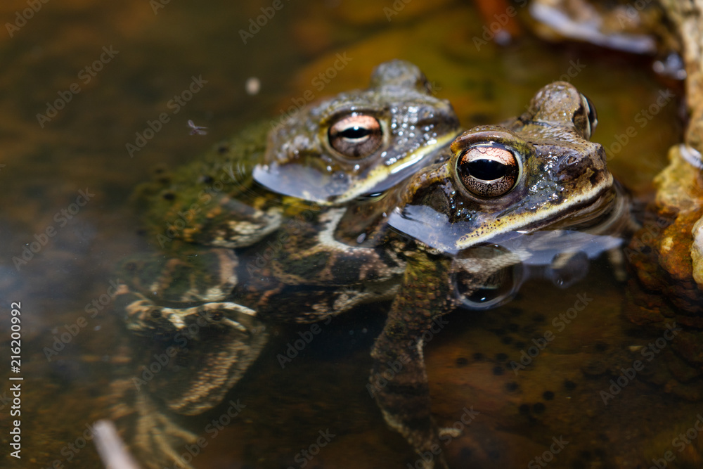 Obraz premium frog