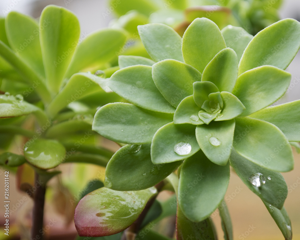 Damp Succulent Damp Succulent