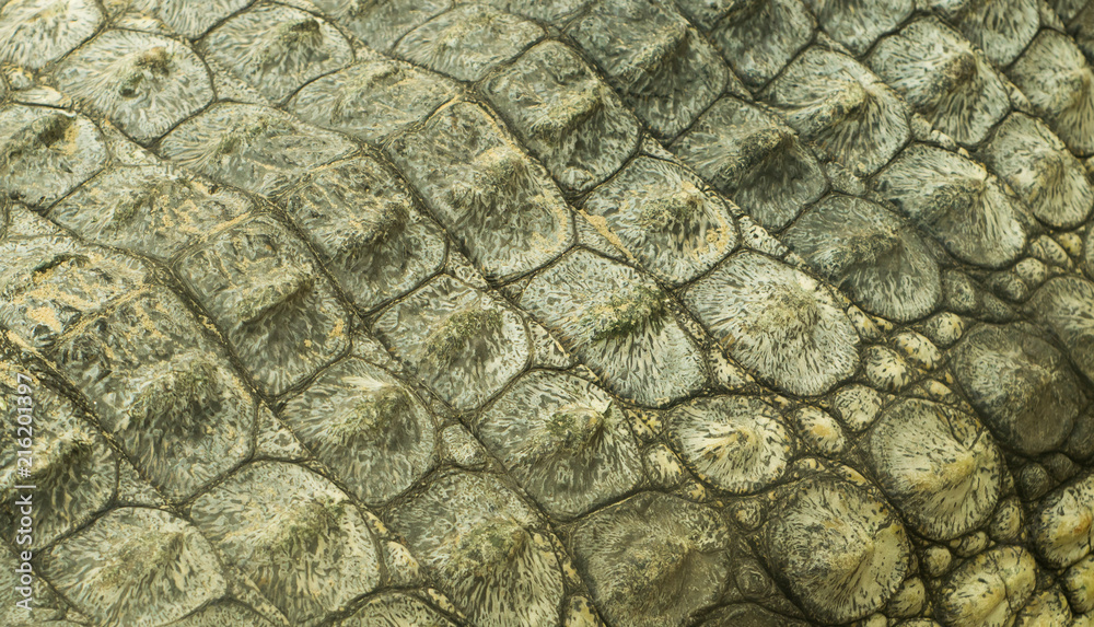 Naklejka premium crocodile skin texture close up