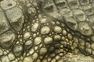 Handdoek met foto Krokodil Krokodillenhuid textuur in detail  © szmuli