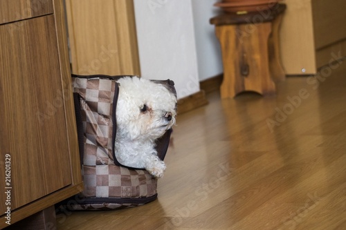 Small white bichon dog in the bag. Slovakia