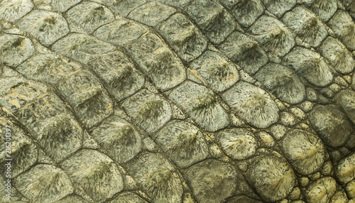 crocodile skin texture close up