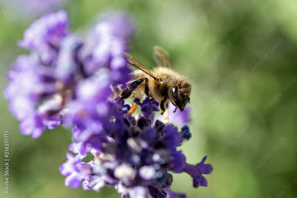 western honey bee (Apis mellifera) on lavender western honey bee (Apis mellifera) on lavender