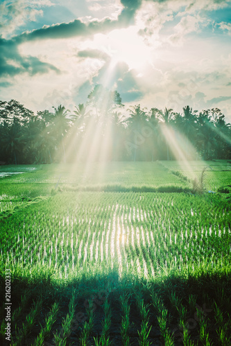 Green terraced rice field. Nature landscape background. Ubud. Bali  Indonesia